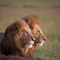 deux-lions-jpg - Félins 