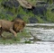 lion-vs-crocodile-jpg - Félins 