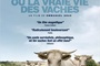 Affiche du film Bovines 