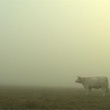 photo-2-du-film-bovines-jpg