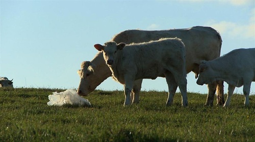 photo-3-du-film-bovines-jpg