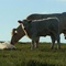 photo-3-du-film-bovines-jpg - Bovines 