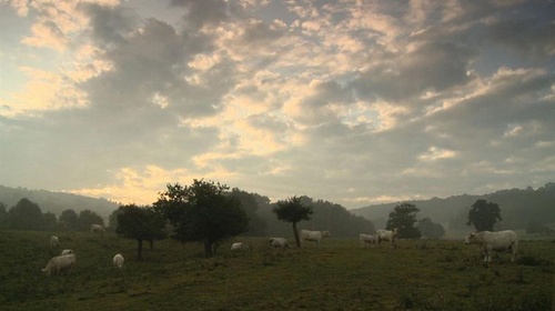 photo-4-du-film-bovines-jpg