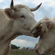 photo-du-film-bovines-jpg