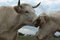 photo-du-film-bovines-jpg