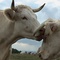 photo-du-film-bovines-jpg - Bovines 