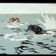 photo-2-du-film-the-plague-dog-jpg