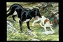photo-3-du-film-the-plague-dog-jpg