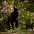 the-jungle-book-051-bf-0410-comp-v0250-087218-jpg