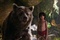 the-jungle-book-052-eb-1150-comp-v0235-right-86420-v2-jpg