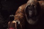 the-jungle-book-059-ct-0680-comp-v0312-right-86424-v2-jpg