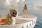 photo-de-life-of-pi-jpg