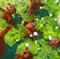 des-animaux-et-des-chamalows-jpg - Le Lorax 
