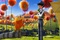 le-lorax-avec-ted-jpg