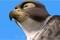 droles-d-oiseaux1-jpg