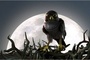 droles-d-oiseaux-jpg