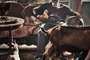 men-and-chicken-photo-2-jpg