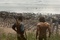 tarzan3-jpeg