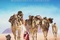 Affiche du film Tracks (2016) 