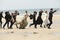 ma-loute-photo-r-arpajou-3b-ref-arp3201-jpg