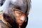 brad pitt et son casque