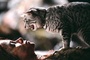 le chat redonnant la vie a halle berry - Catwoman
