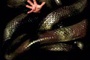 Affiche du film Anacondas : à la poursuite de l'orchidée de sang