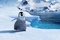 un-petit-pingouin-jpg