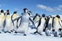 un-pingouin-danseur-jpg
