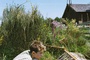 freddie highmore dans l herbe