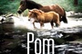 Affiche du film Pom le poulain