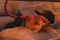 shrek le troisieme 06 - Shrek le troisième