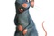 ratatouille 05 - Ratatouille