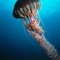 Anemone - Deep Sea Dansons sous la mer - Deep Sea Dansons sous la mer 
