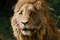 lion - Le Monde de Narnia : chapitre 2 - Prince Caspian