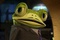 une grenouille
