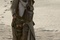 milla jovovich dans le d  sert