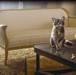 chat