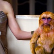 golden monkey