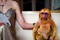 golden monkey