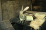 lapin