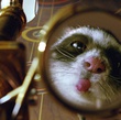 rat qui tire la langue