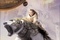 the golden compass dakota blue richards
