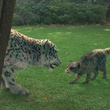 tigre