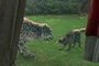 tigre