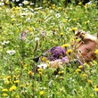 Bertille Noel Bruneau dans un champ de fleurs