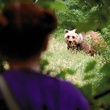 Bertille Noel Bruneau et l'ours