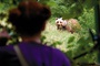 Bertille Noel Bruneau et l'ours