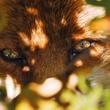 le renard