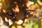 le renard